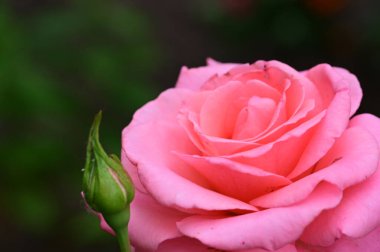 Bahçede güzel pembe bir gül 