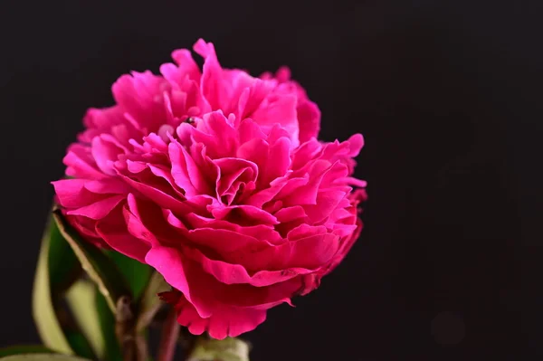 Piękny Kwiat Piwonii Ciemnym Tle Koncepcja Lato Widok Bliska — Zdjęcie stockowe