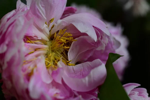 美しいボタニカルショット自然壁紙 庭で育つ美しい花 — ストック写真