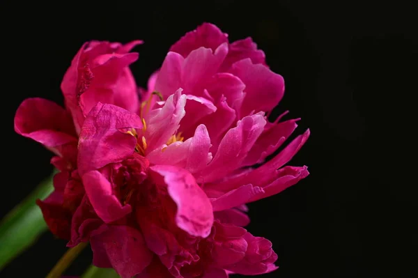 暗い背景に美しい牡丹の花 夏のコンセプト — ストック写真