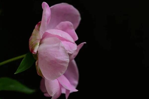 Koyu Arka Plan Üzerinde Güzel Pembe Çiçek — Stok fotoğraf
