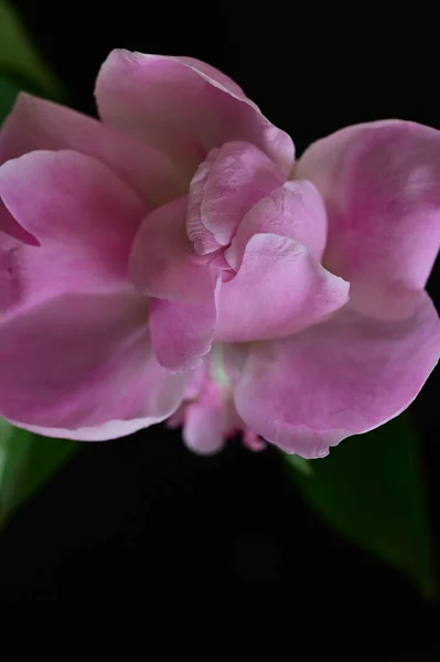 暗い背景に美しいピンクの花 — ストック写真