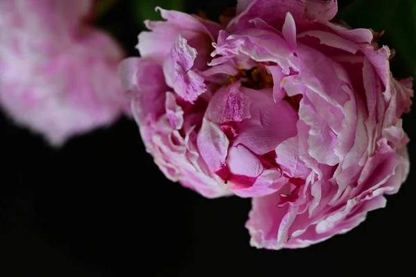 Piękny Różowy Kwiat Piwonii Widok Bliska Ciemne Tło — Zdjęcie stockowe
