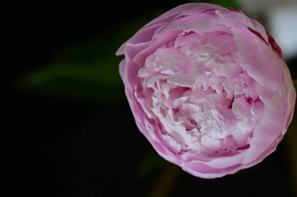 Piękny Różowy Kwiat Piwonii Widok Bliska Ciemne Tło — Zdjęcie stockowe