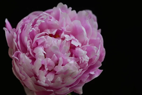 美丽的粉红色牡丹花 深色背景 — 图库照片