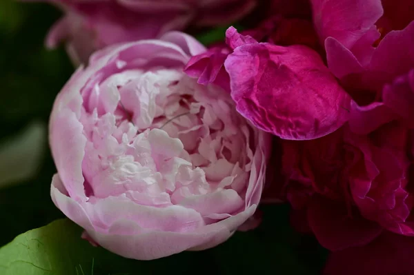 Beautiful Peony Flowers Bouquet Close View — Stock Photo, Image
