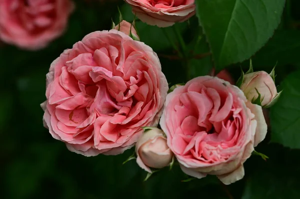 Красиві Рожеві Троянди Саду — стокове фото
