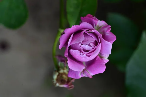 Красивая Фиолетовая Роза Саду — стоковое фото