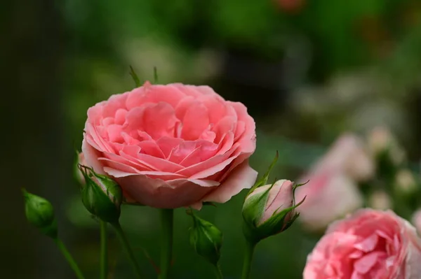 Красиві Рожеві Троянди Саду — стокове фото
