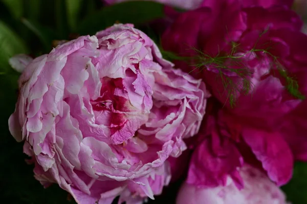 Beau Bouquet Fleurs Pivoine Vue Rapprochée — Photo