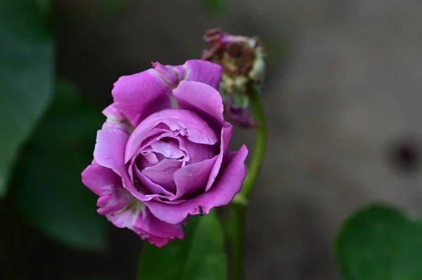 Mawar Ungu Yang Indah Taman — Stok Foto