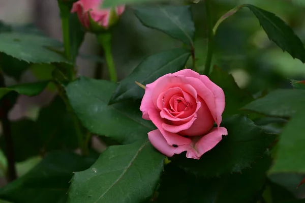 Mawar Merah Muda Yang Indah Taman — Stok Foto