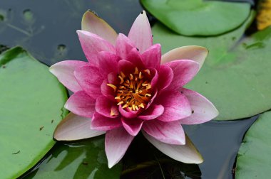 Gölette güzel pembe nilüfer çiçeği