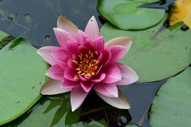 Gölette güzel pembe nilüfer çiçeği