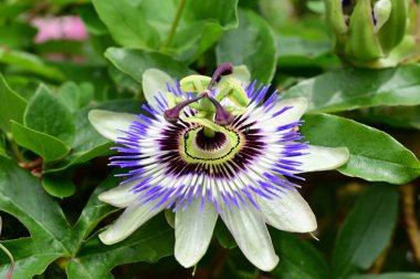 Bahçede yetişen güzel passiflora çiçekleri