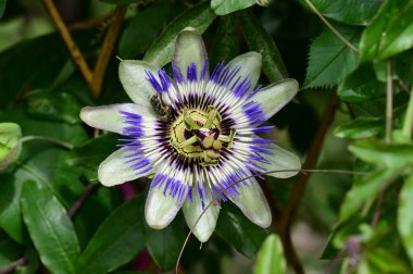 Bahçede yetişen güzel passiflora çiçekleri