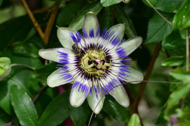 Bahçede yetişen güzel passiflora çiçekleri