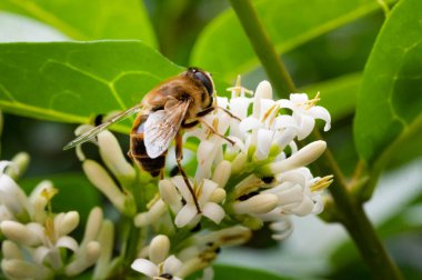 Bahçedeki beyaz çiçeklerdeki arılar 