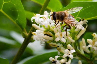 Bahçedeki beyaz çiçeklerdeki arılar 
