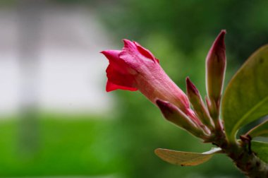 Güzel botanik fotoğrafı, doğal duvar kağıdı. Bahçede büyüyen güzel bir çiçek 