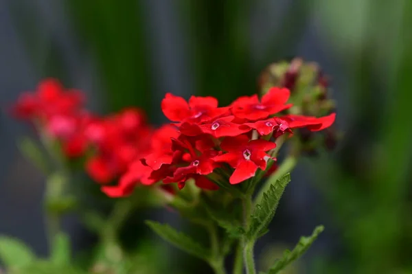 Leuchtend Rote Blüten Nahsicht — Stockfoto
