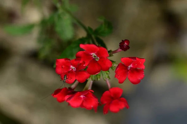 Błąd Siedzi Piękne Czerwone Kwiaty Ogrodzie — Zdjęcie stockowe