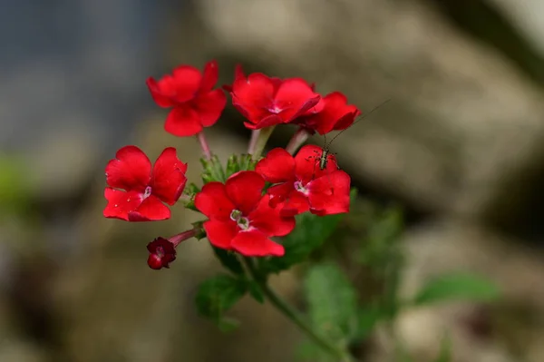Bug Sentado Belas Flores Vermelhas Jardim — Fotografia de Stock