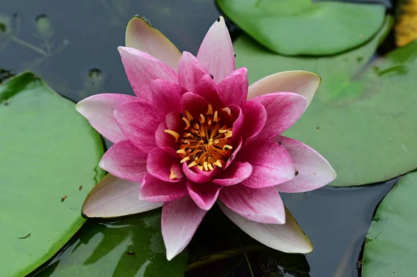 Gölette güzel pembe nilüfer çiçeği