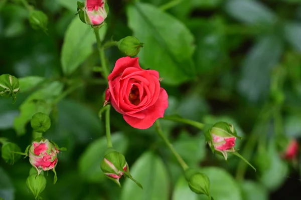 Bahçede Güzel Kırmızı Güller — Stok fotoğraf