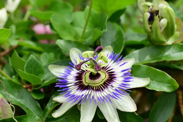 Bahçede yetişen güzel passiflora çiçekleri