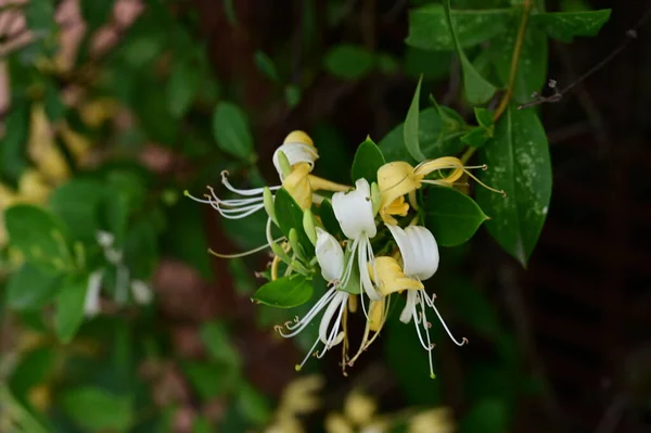 Mooi Botanisch Schot Natuurlijk Behang Mooie Bloemen Groeien Tuin — Stockfoto