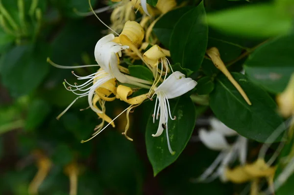 Mooie Witte Gele Bloemen Tuin — Stockfoto