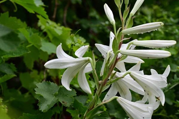 Fehér Liliom Virágok Kertben Nyáron — Stock Fotó
