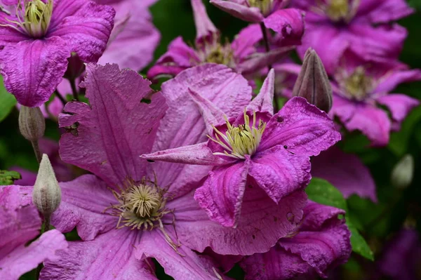 stock image beautiful botanical shot, natural wallpaper. beautiful flowers growing in the garden 