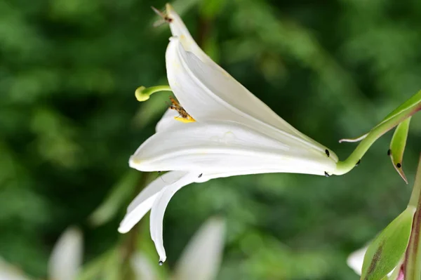 Bílé Lilie Květiny Zahradě Létě — Stock fotografie