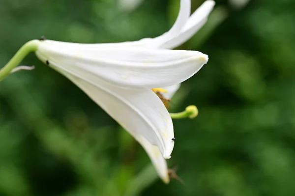 Fehér Liliom Virágok Kertben Nyáron — Stock Fotó