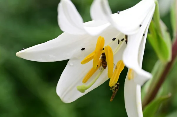 Fehér Virágokon Ülő Méhek Kertben — Stock Fotó