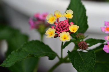 Güzel botanik fotoğrafı, doğal duvar kağıdı. Bahçede büyüyen güzel çiçekler 