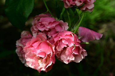 Güneşli yaz gününde bahçede yetişen güzel gül çiçekleri.