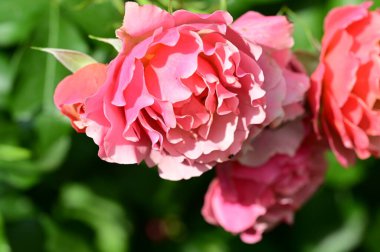 Güneşli yaz gününde bahçede yetişen güzel gül çiçekleri.