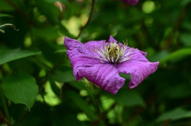 beautiful purple flowers, floral concept background 