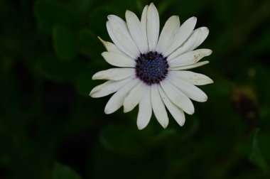 Güzel botanik fotoğrafı, doğal duvar kağıdı. Bahçede büyüyen güzel bir çiçek 