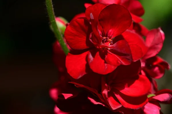 Яскраві Червоні Квіти Вид Крупним Планом — стокове фото