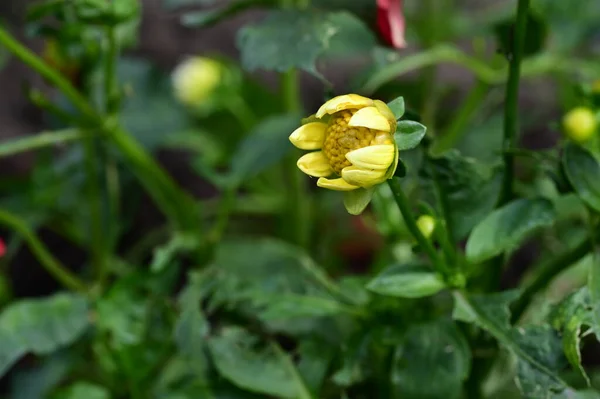 Κίτρινο Λουλούδι Πράσινα Φύλλα — Φωτογραφία Αρχείου