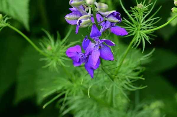 Beautiful Purple Flowers Floral Concept Background — Zdjęcie stockowe