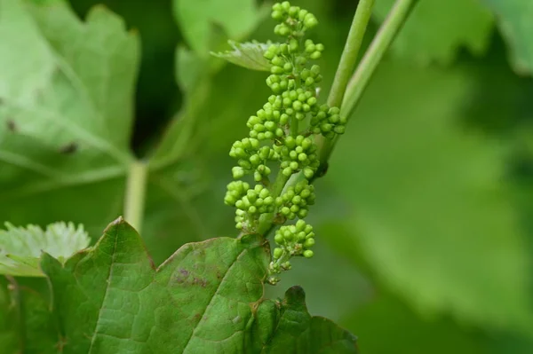 Frische Grüne Blätter Und Kleine Trauben — Stockfoto