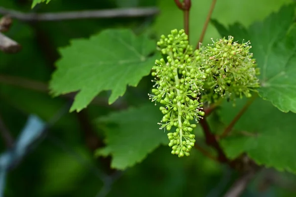 Свіже Зелене Листя Маленький Виноград — стокове фото