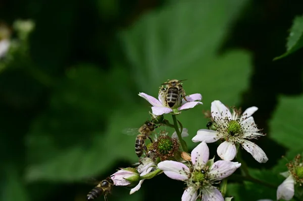 Bahçedeki Beyaz Çiçeklerin Üzerinde Oturan Arılar — Stok fotoğraf