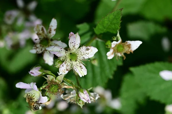 Včela Bílých Květinách Zahradě — Stock fotografie