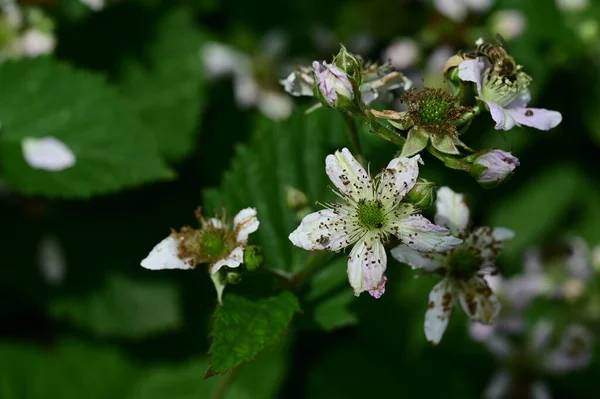 Pszczoła Białych Kwiatach Ogrodzie — Zdjęcie stockowe
